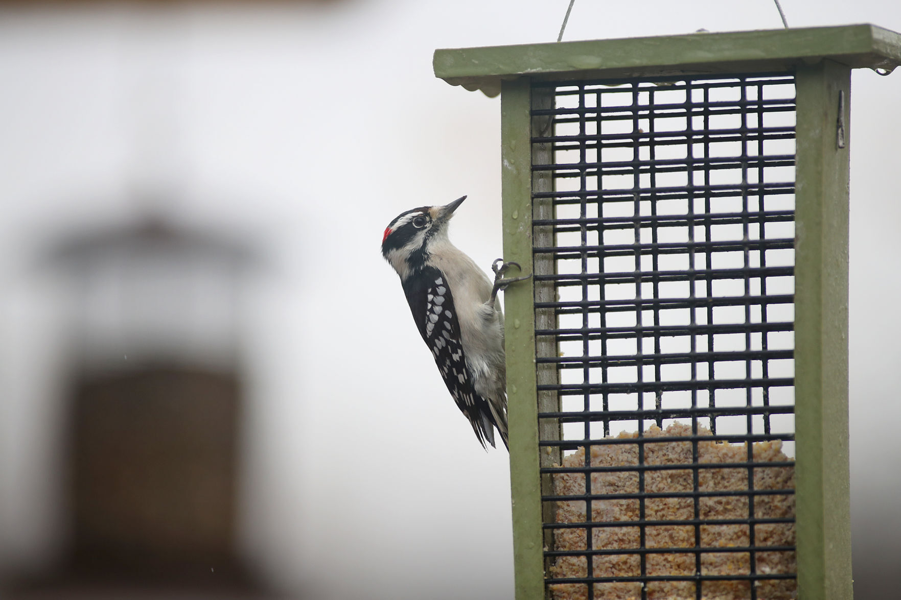 111020bp-hartman-birdwatching-2